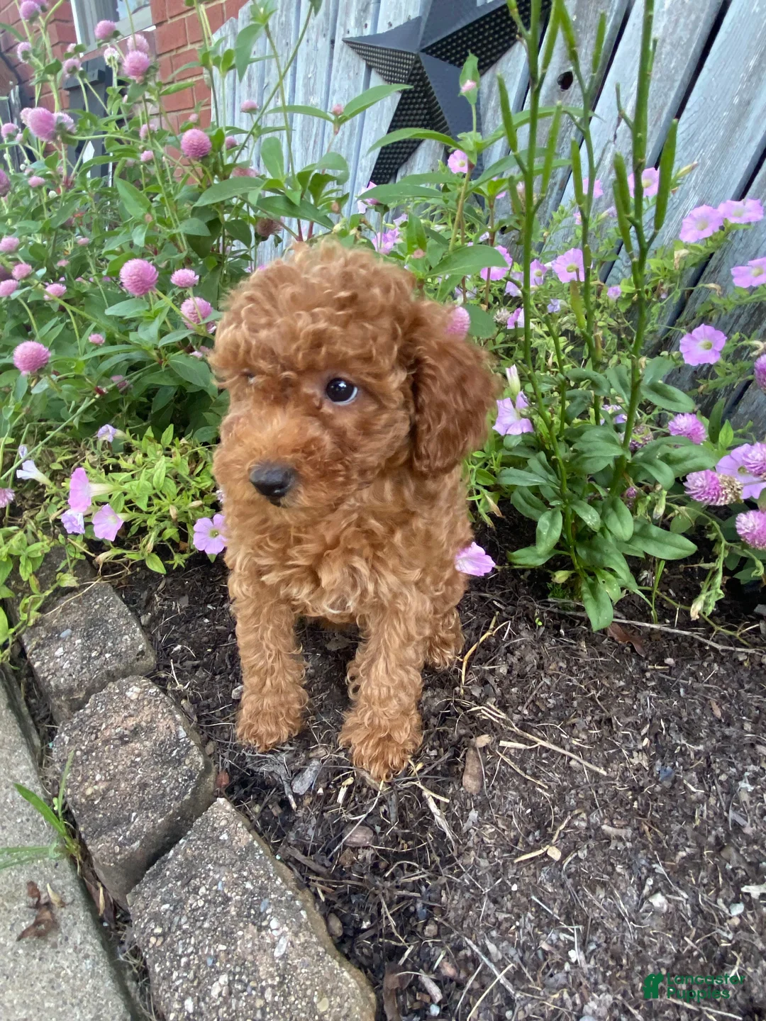 Miniature Poodle dogs for sale: Ruby - Ad 14