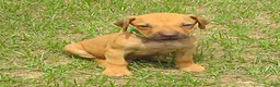 Rhodesian Ridgeback dogs for sale: Rhodesian Ridgeback 3 - Ad 1
