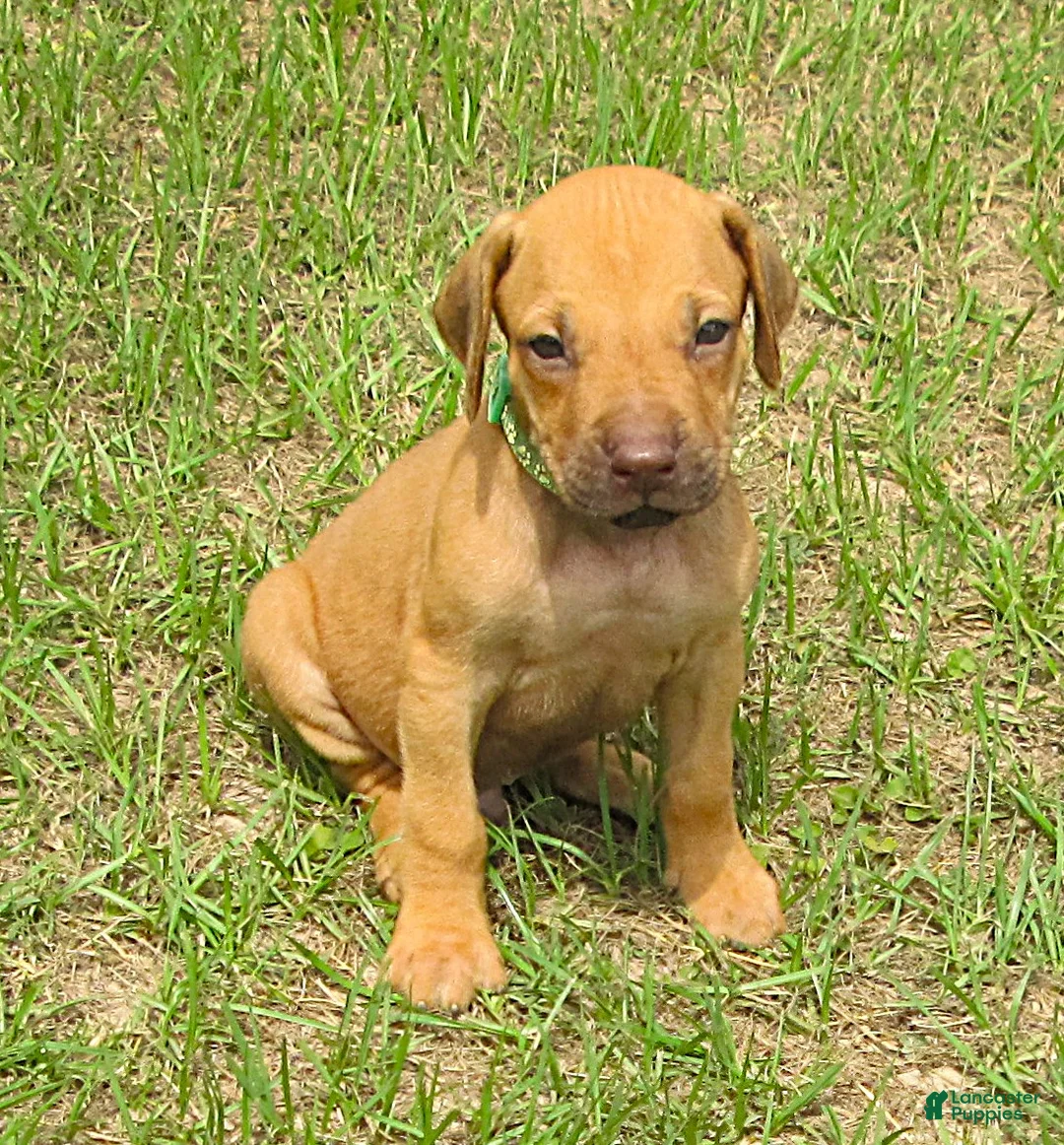 Rhodesian Ridgeback dogs for sale: Rhodesian Ridgeback 3 - Ad 1