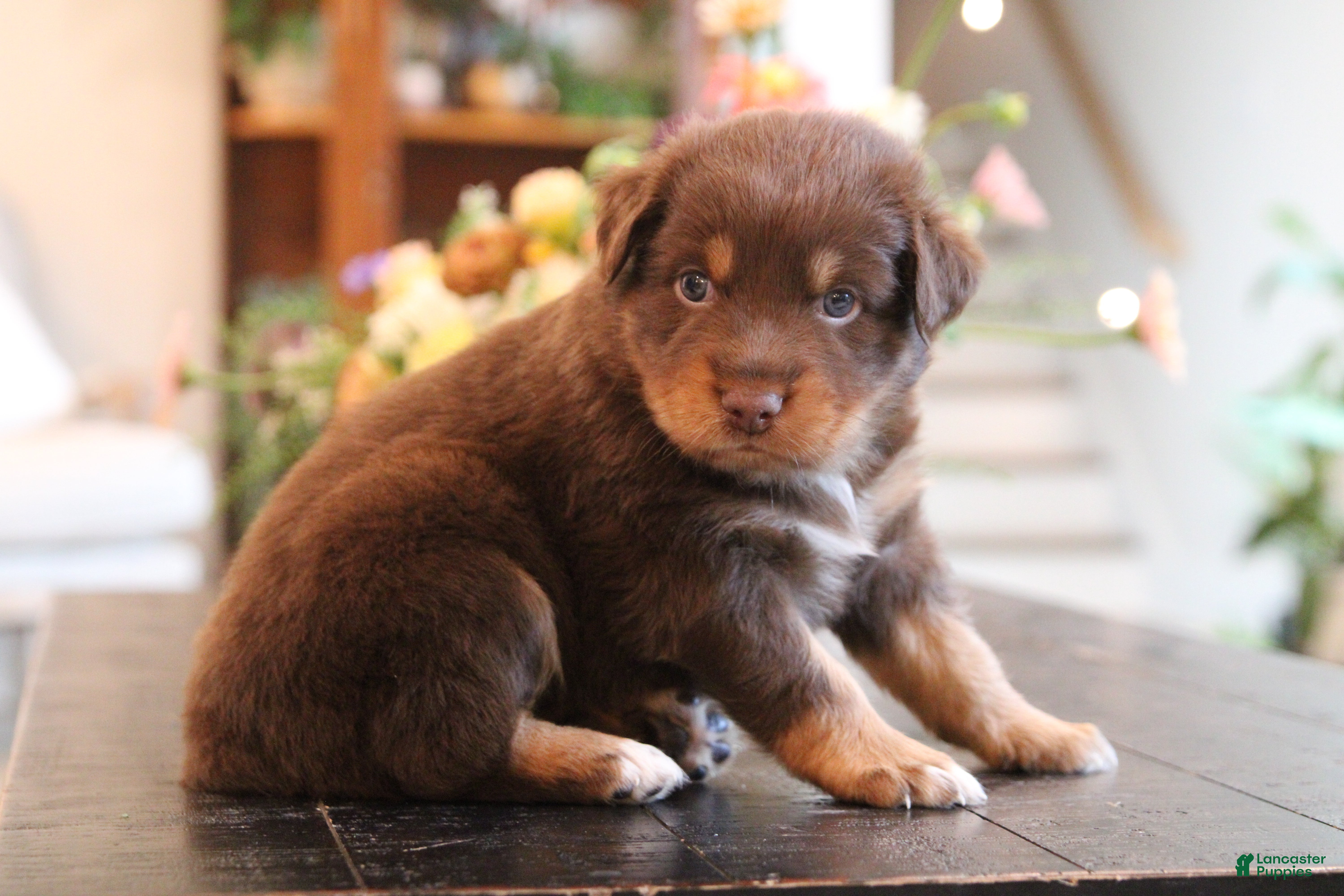 Australian Shepherd dogs diggory - Ad 2