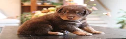 Australian Shepherd dogs for sale: diggory - Ad 6