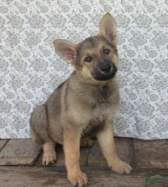 German Shepherd dogs Colleague - Ad 1
