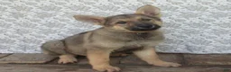 German Shepherd dogs for sale: Colleague - Ad 1