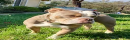 Olde English Bulldogge dogs for sale: Eeyore - Ad 8