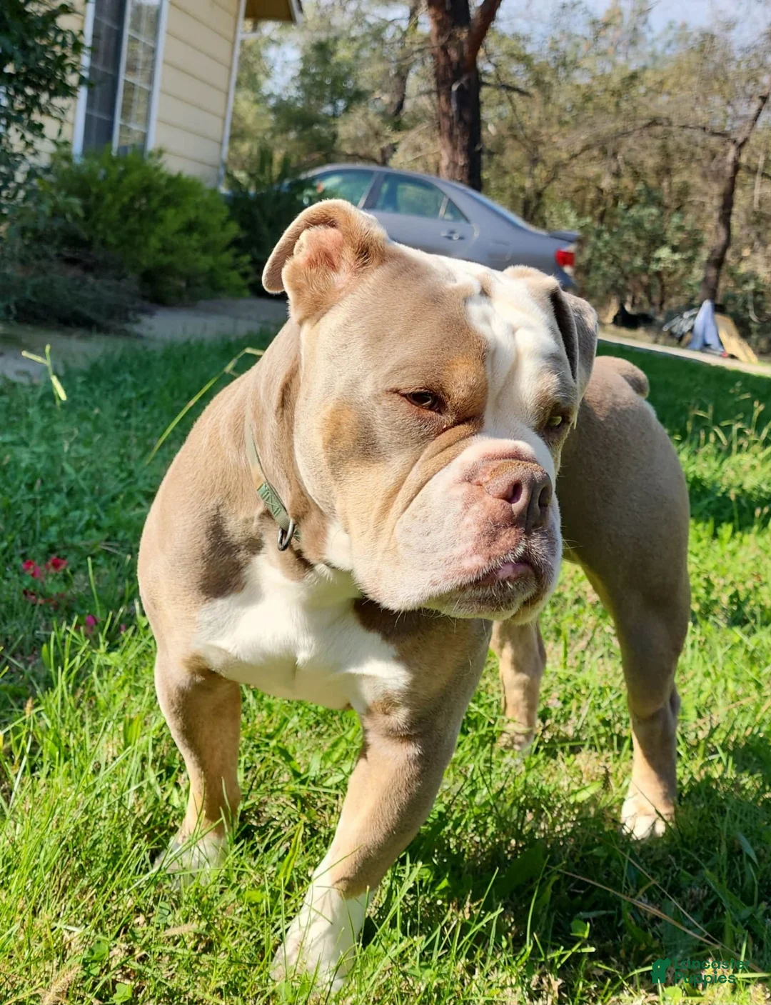 Olde English Bulldogge dogs for sale: Eeyore - Ad 8