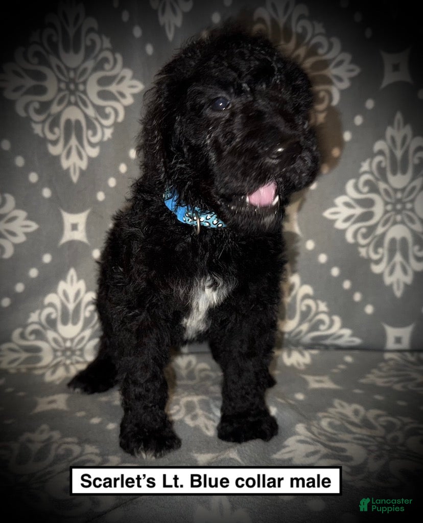 Standard Poodle dogs AKC Scarlet's Lt. Blue Collar Male - Ad 11