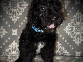 Standard Poodle dogs AKC Scarlet's Lt. Blue Collar Male - Ad 31