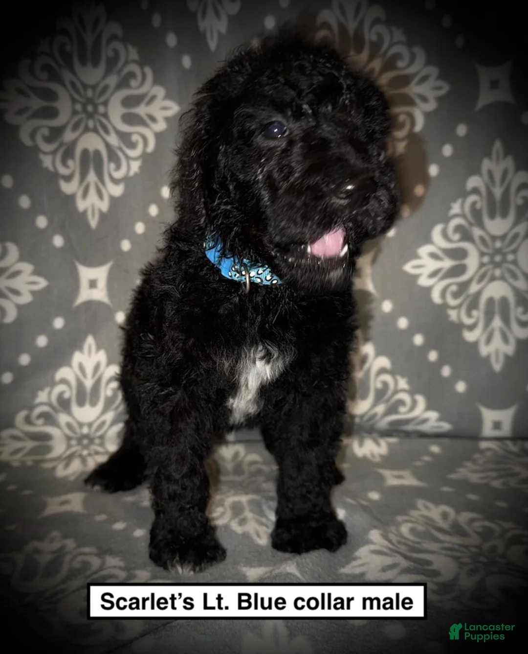 Standard Poodle dogs for sale: AKC Scarlet's Lt. Blue Collar Male - Ad 1
