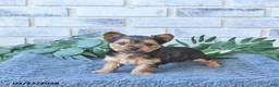 Yorkshire Terrier dogs for sale: Theo      EXTRA SMALL - Ad 3