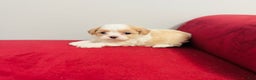 Shihpoo dogs for sale: Victor  - Ad 2