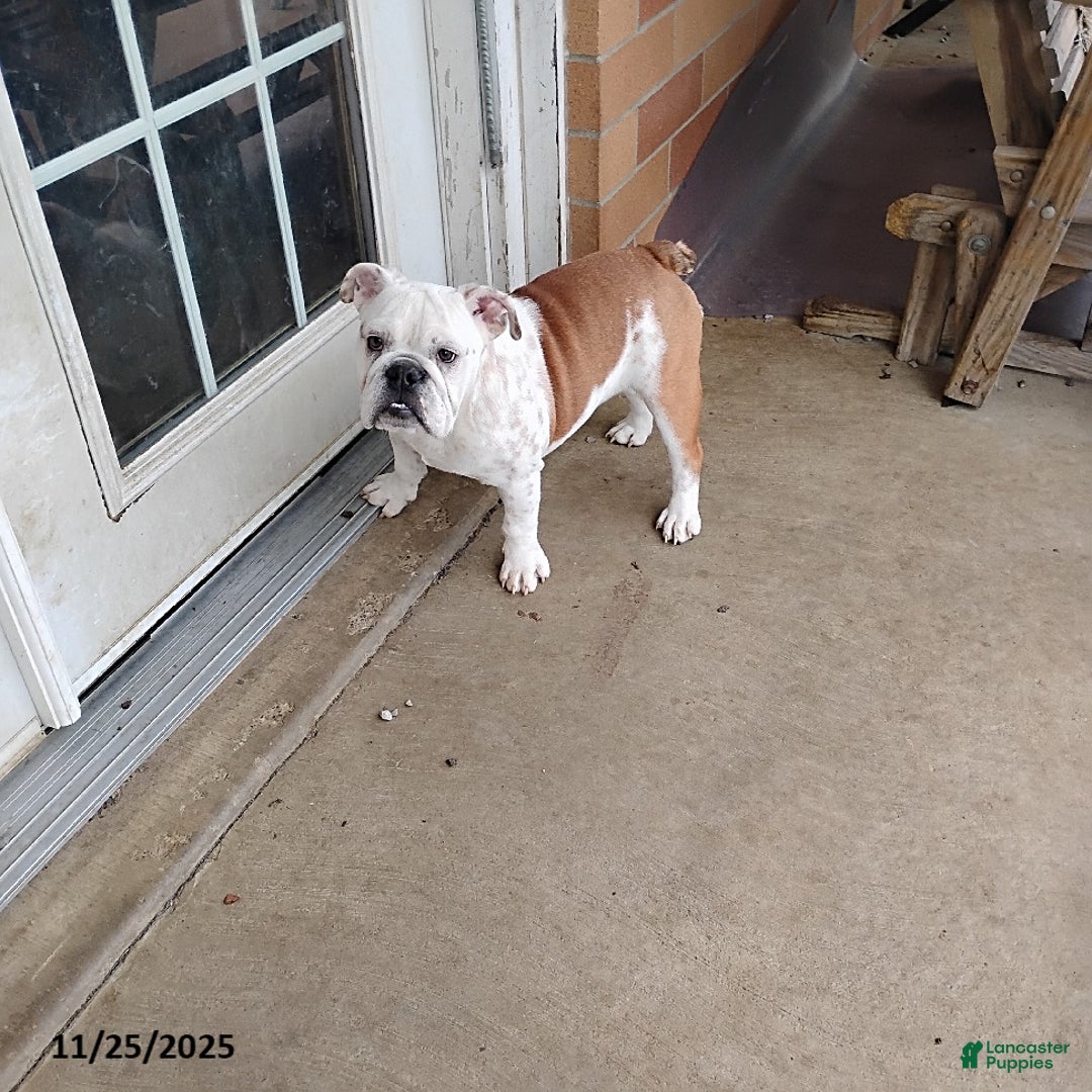 English Bulldog dogs for sale: Renita - Ad 7