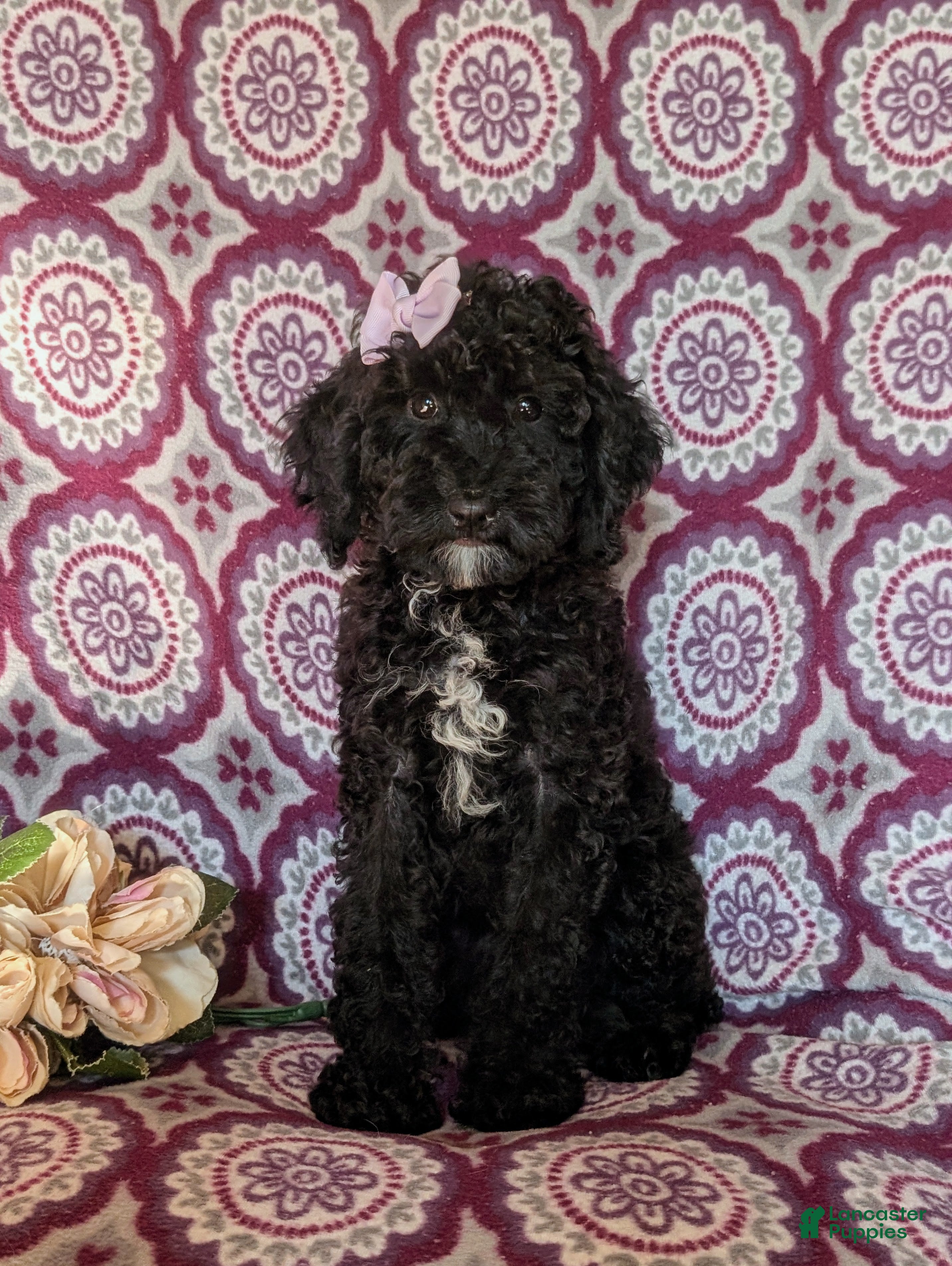 Miniature Poodle dogs Mable - Ad 34