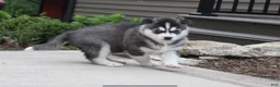 Siberian Husky dogs for sale: Diesel - Ad 7