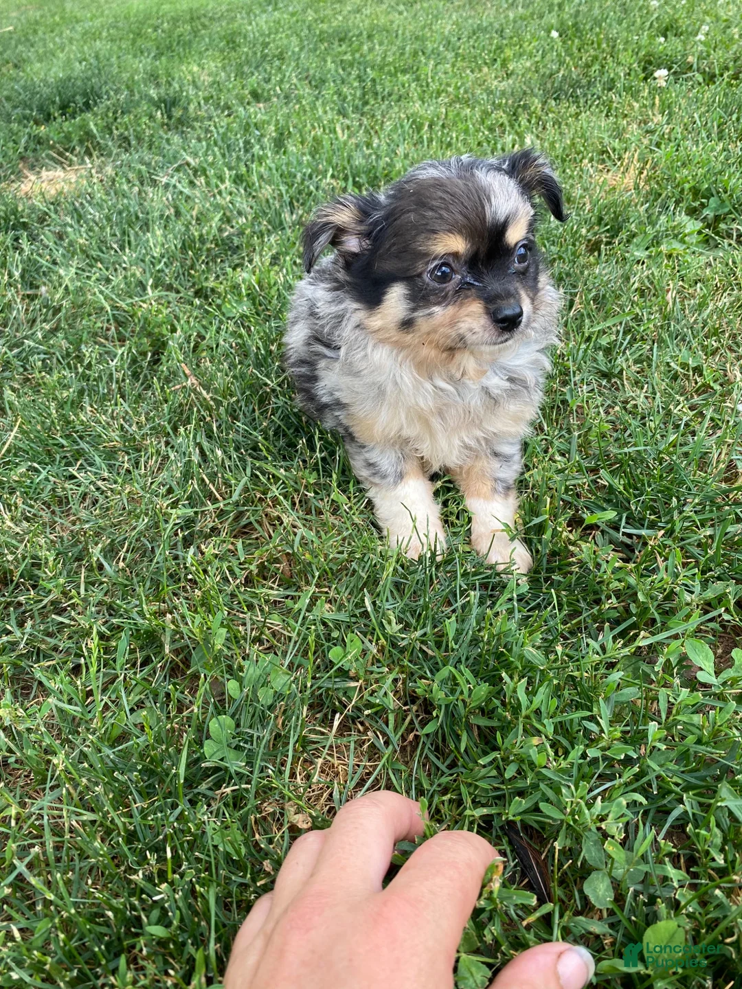 Pomchi dogs for sale: Rosie - Ad 2