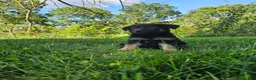 German Shepherd dogs for sale: Sally - Ad 6