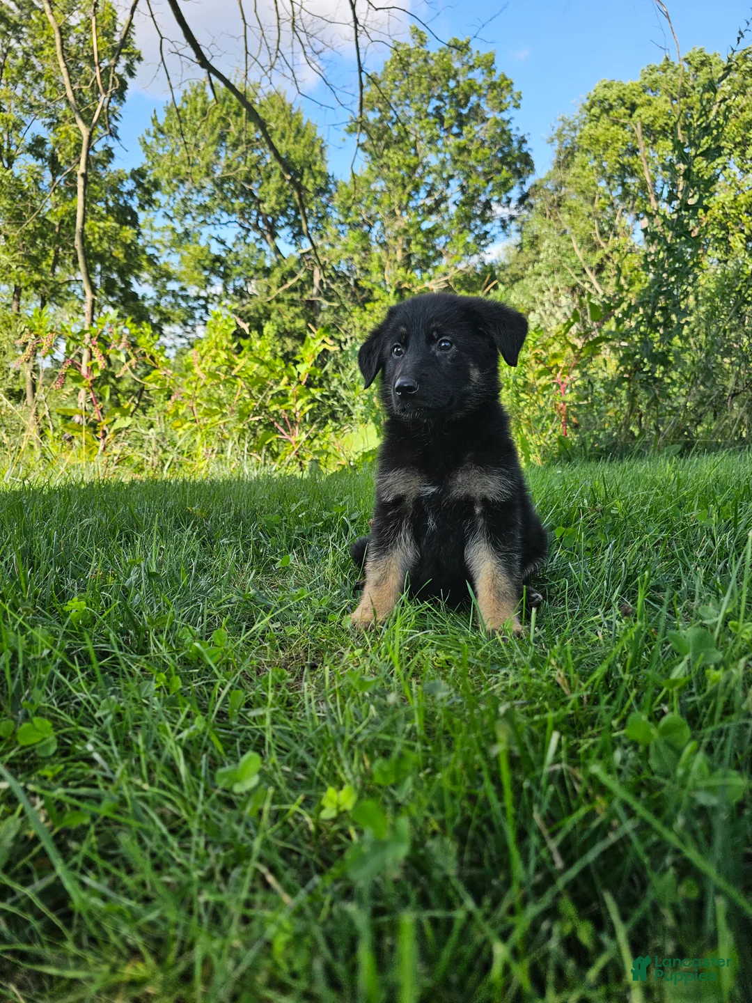 German Shepherd dogs for sale: Sally - Ad 6
