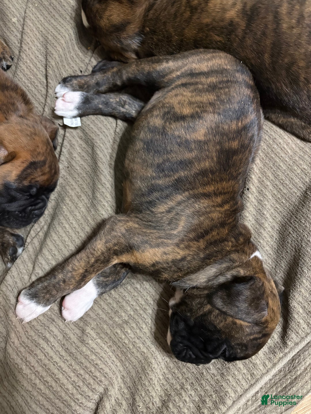 Boxer dogs for sale: Bella - Ad 7