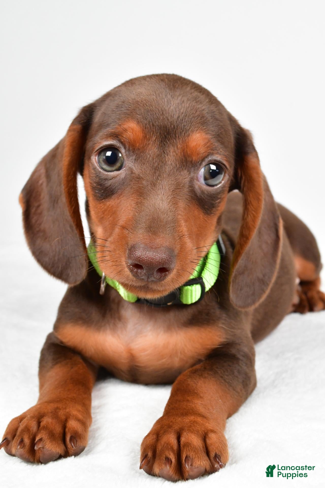 Miniature Dachshund dogs Alex - Ad 2