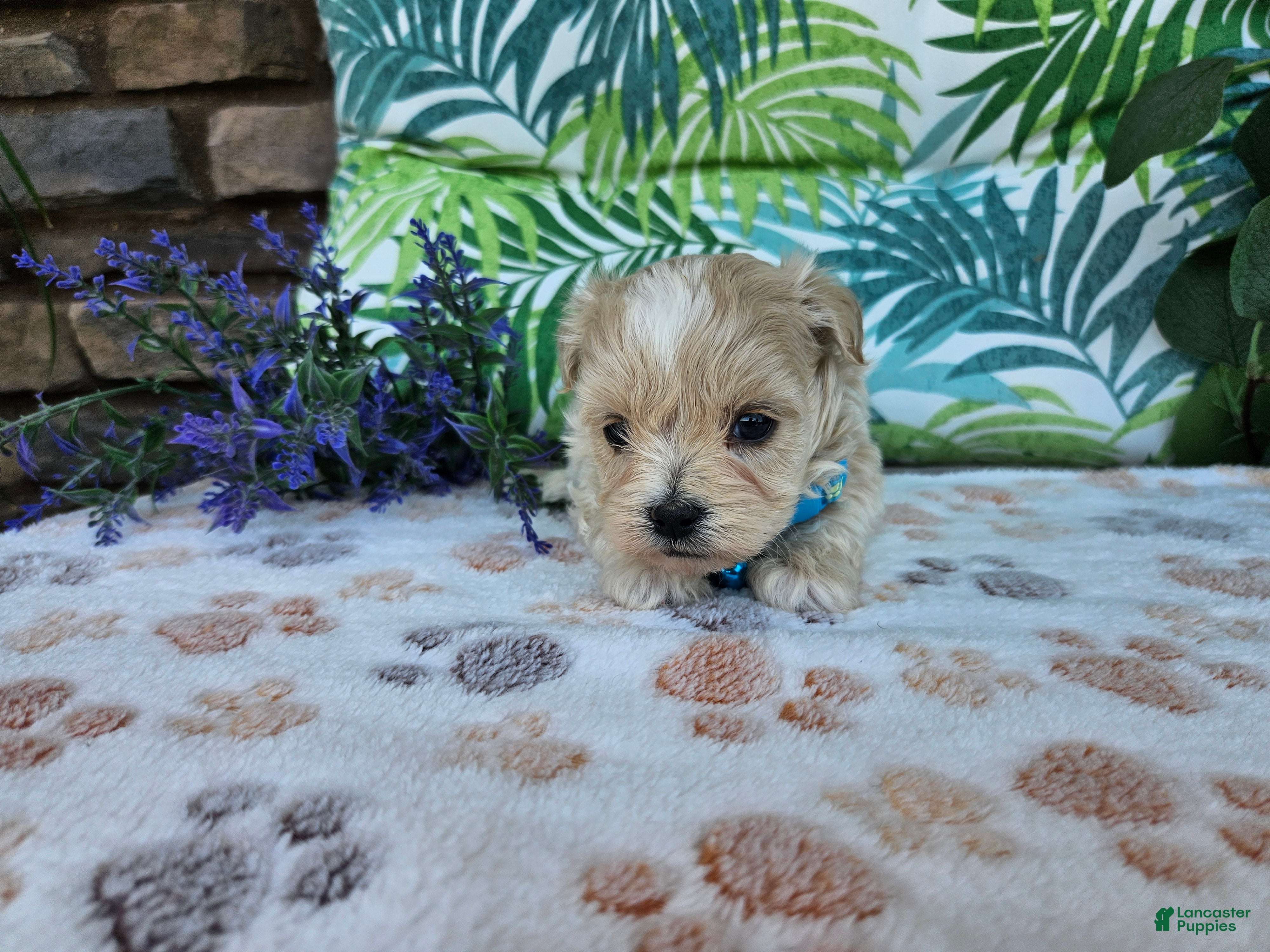 Maltipoo dogs Rocky - Ad 3