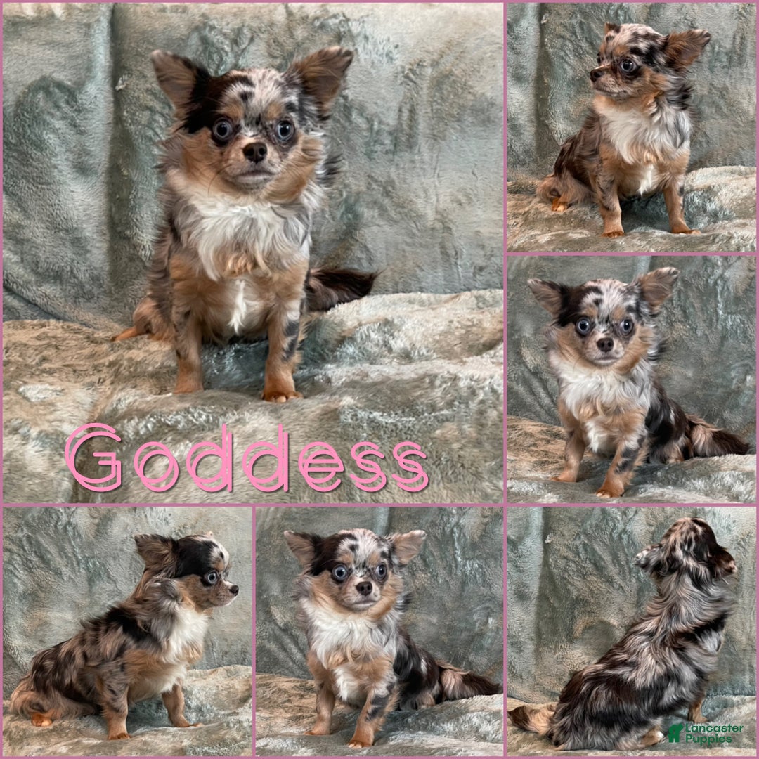 Chihuahua dogs for sale: Dagan Lavender Spotted LC - Ad 9