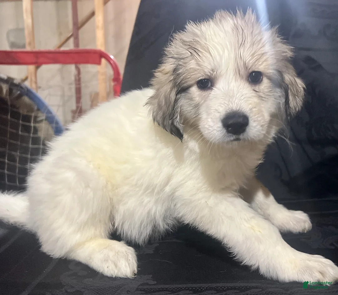Great Pyrenees dogs for sale: Ruthie - Ad 1
