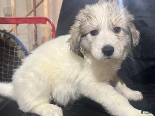 Great Pyrenees dogs Ruthie - Ad 4