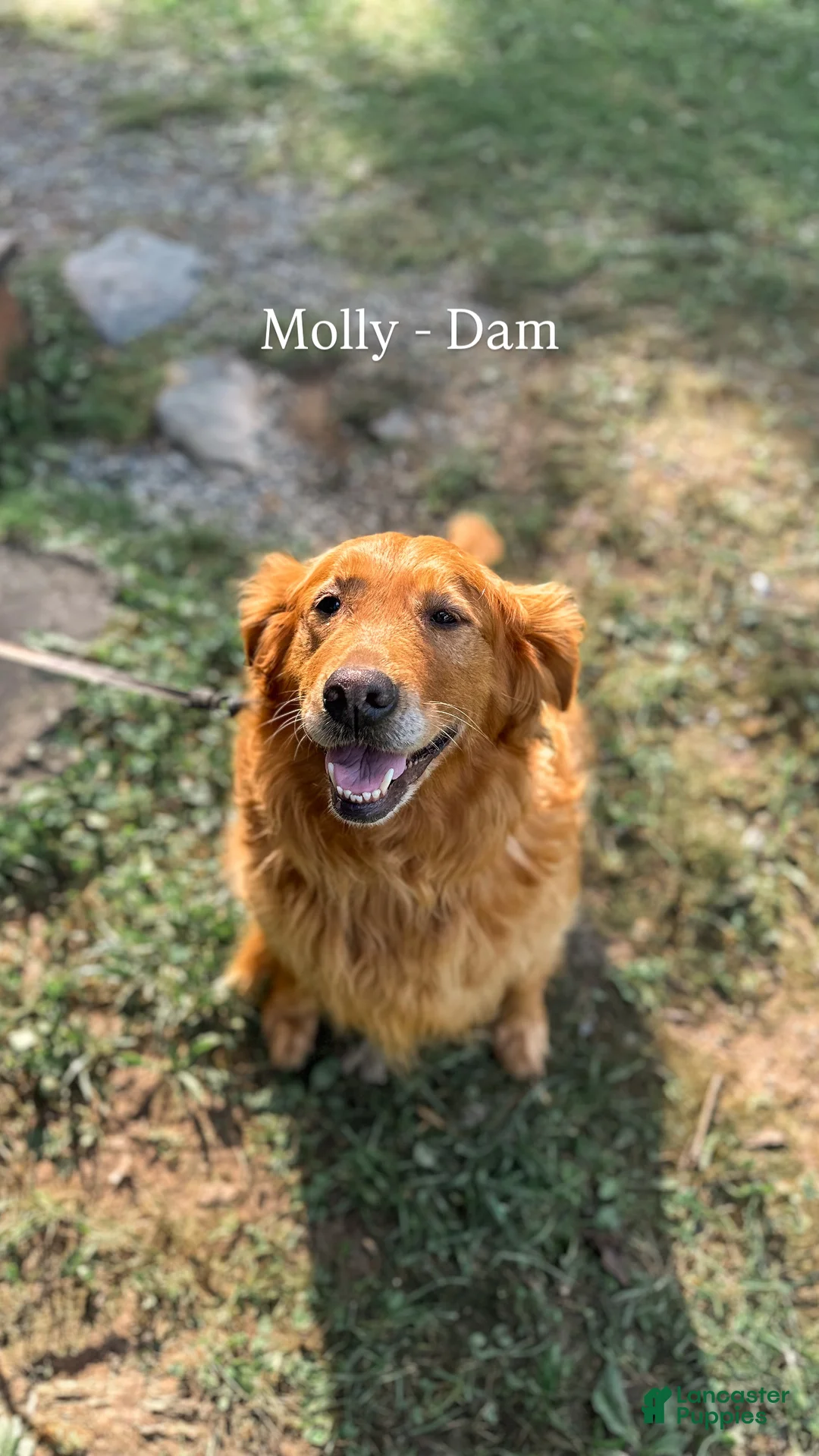 Golden Retriever dogs for sale: Ruby - Ad 7