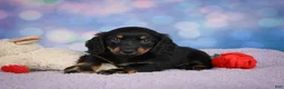 Miniature Dachshund dogs for sale: AKC Jane - Ad 4