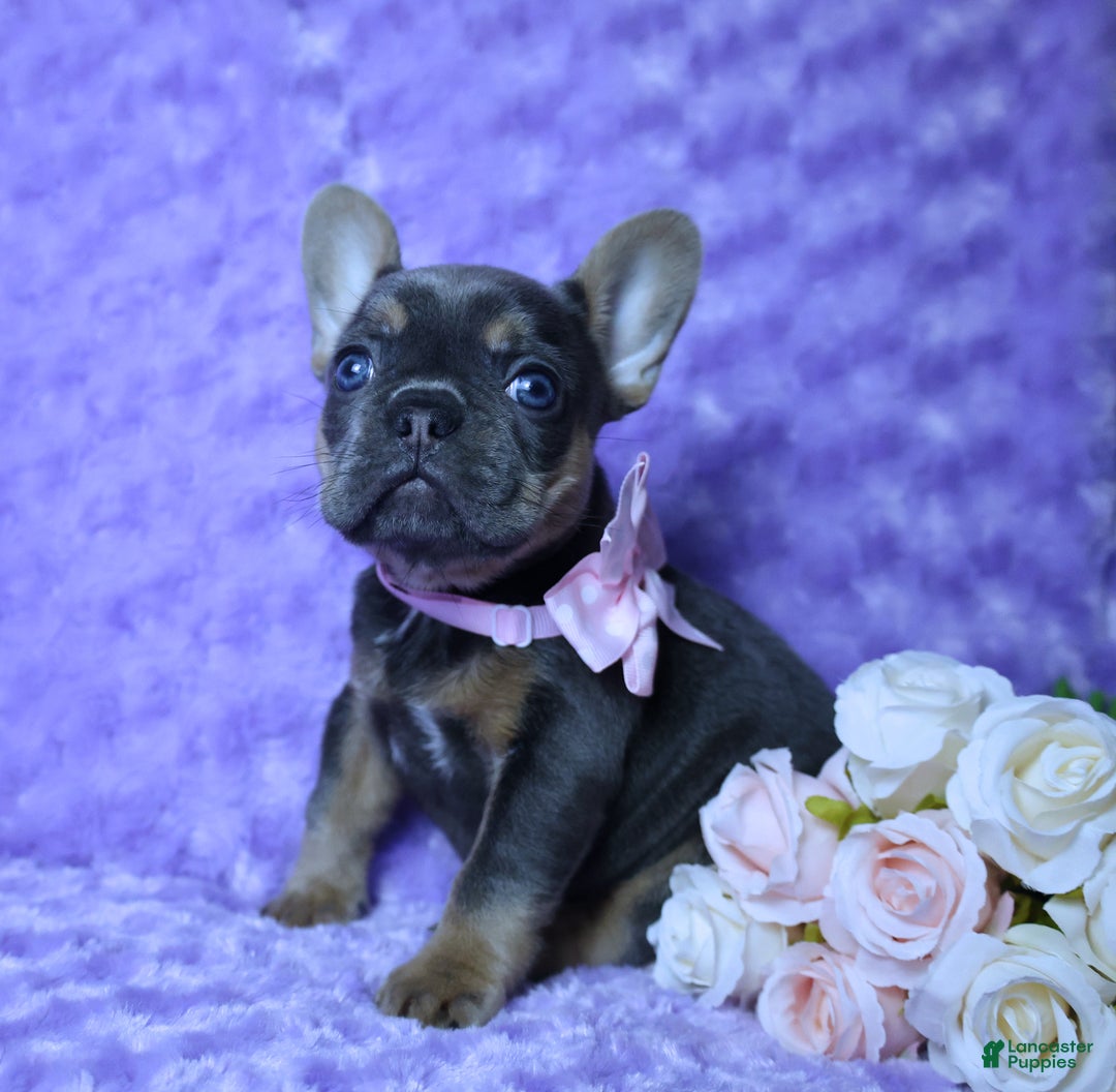 French Bulldog dogs for sale: French Bulldog Akc Health Tested Parents 2 - Ad 2