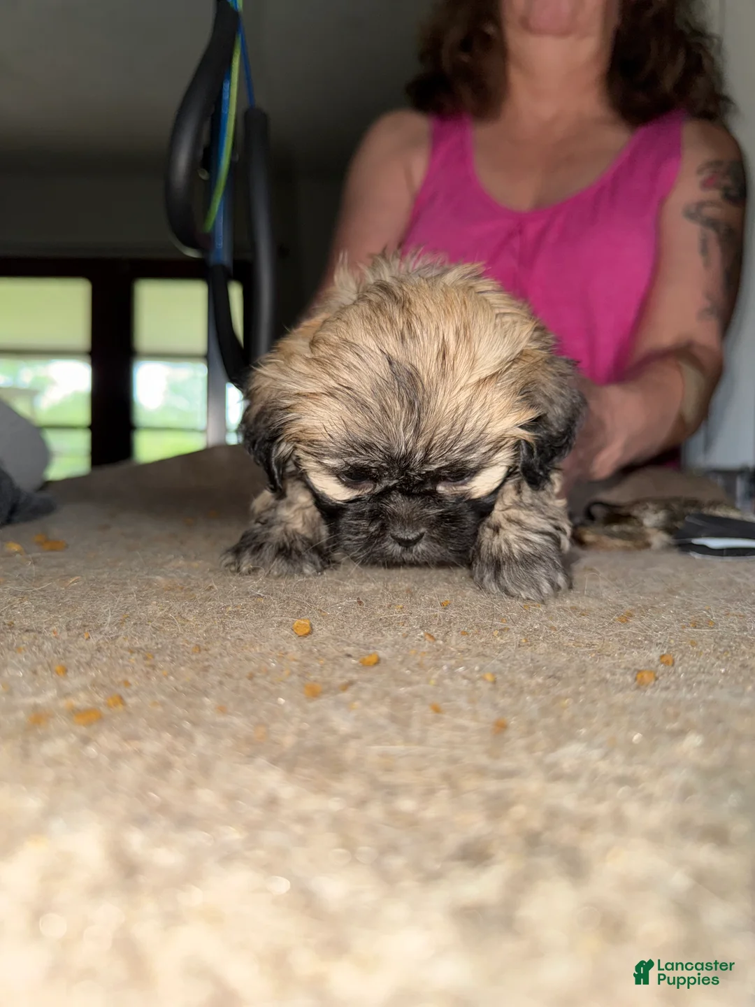 Lhasa Apso dogs for sale: Lhasa Apso Puppy 5 - Ad 2