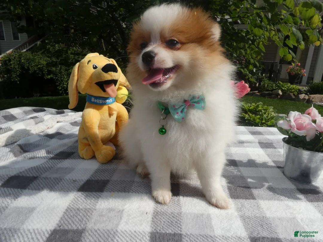 Pomeranian dogs for sale: Pomeranian 2 Drew - Ad 1
