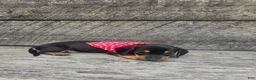 Dachshund dogs for sale: Charlie - Ad 5