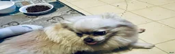 Pomeranian dogs for sale: Sasha - Ad 3