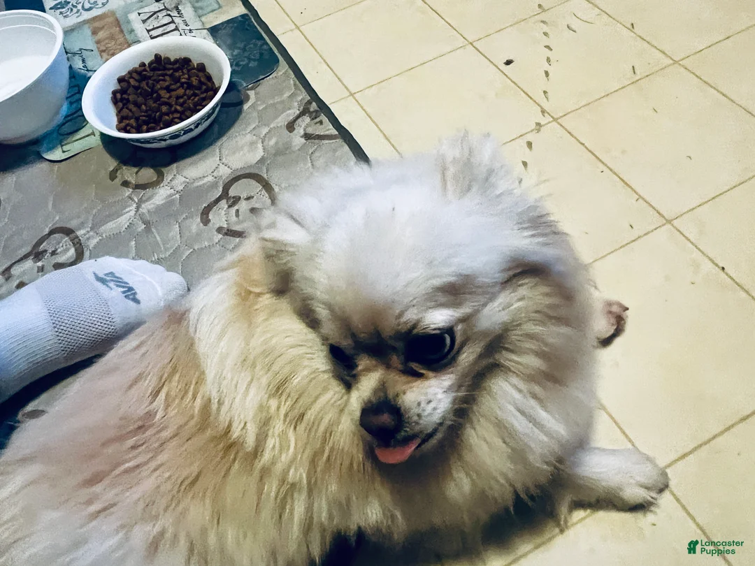 Pomeranian dogs for sale: Sasha - Ad 3
