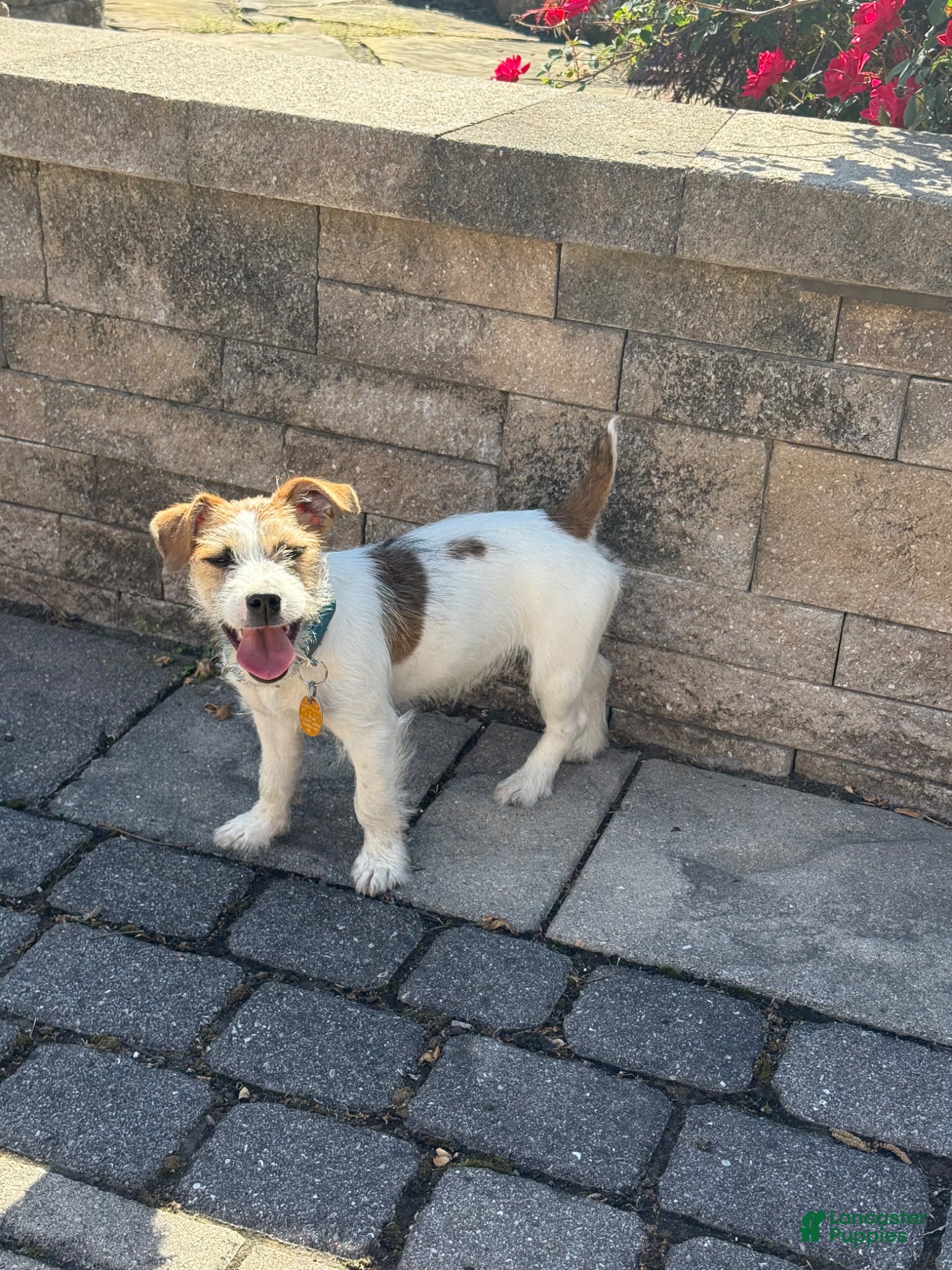 Jack Russell Terrier dogs UKC MIA Jack Russell Terrier Puppy 1 - Ad 2