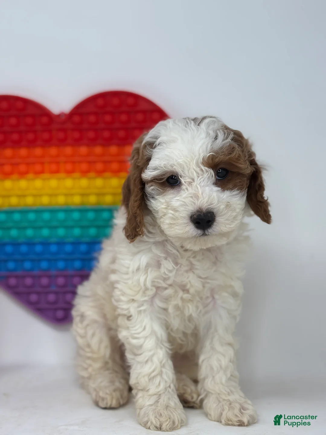 Mini Goldendoodle dogs for sale: Fiona - Ad 3