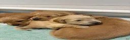 Golden Retriever dogs for sale: Orange  - Ad 6