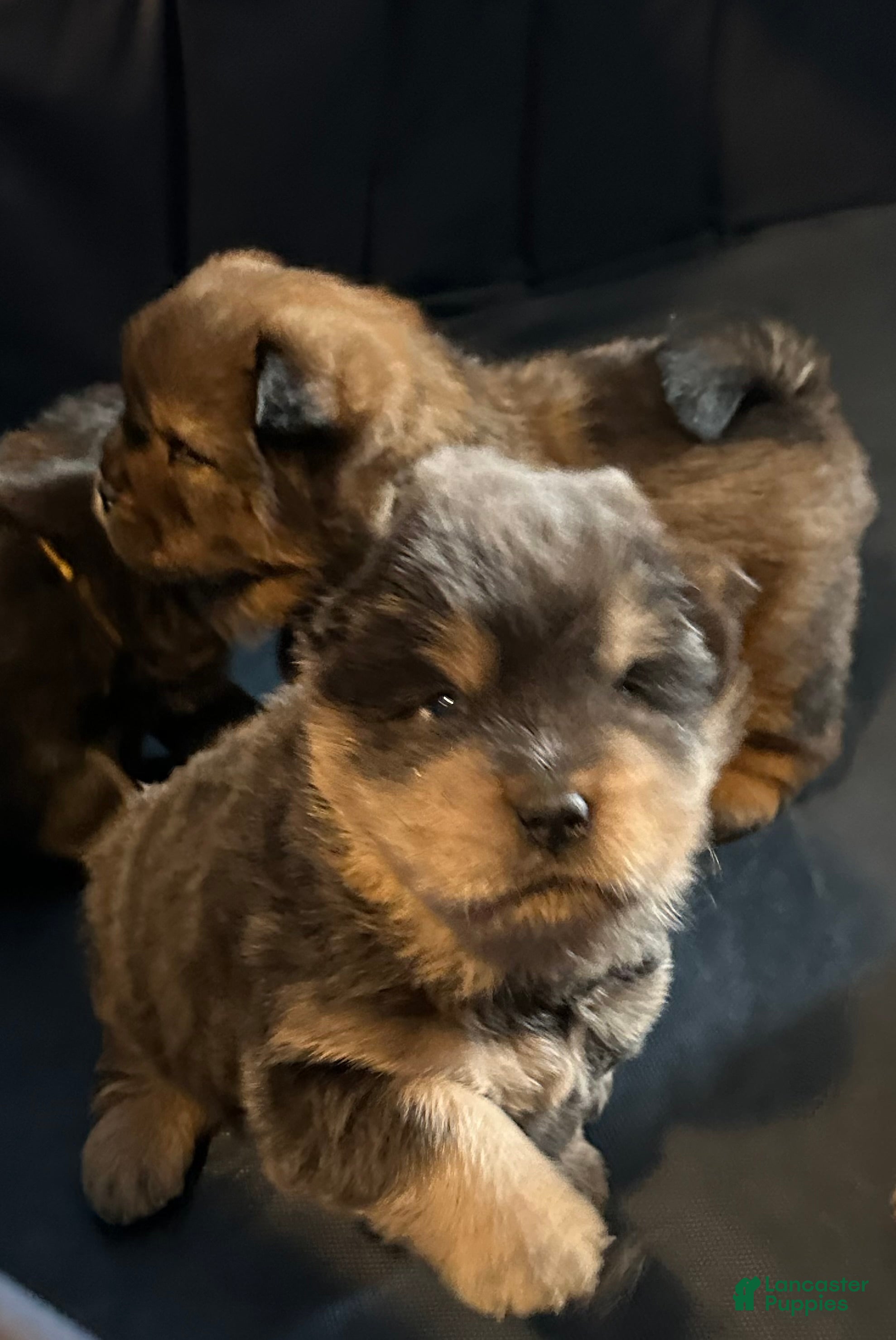 Chow Chow dogs Bella  - Ad 1