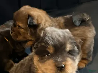 Chow Chow dogs Bella - Ad 1