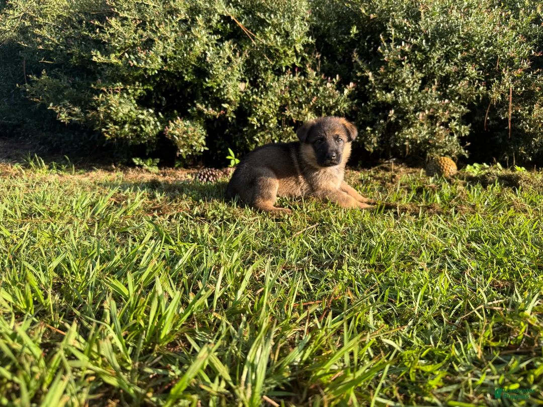 German Shepherd dogs for sale: Daphne - Ad 1