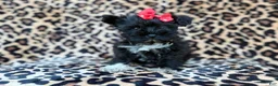 Miniature Schnauzer dogs for sale: Zelda - Ad 4