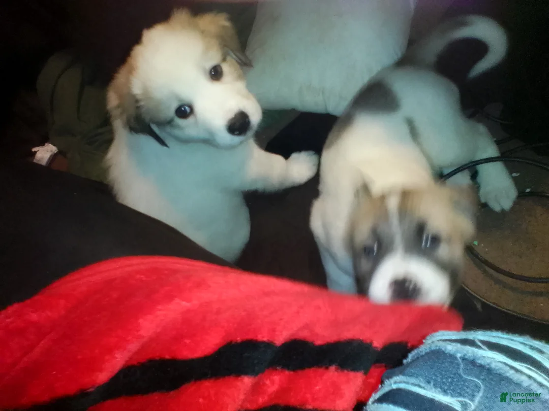Mixed Breed dogs for sale: BABY JOJO  - Ad 29