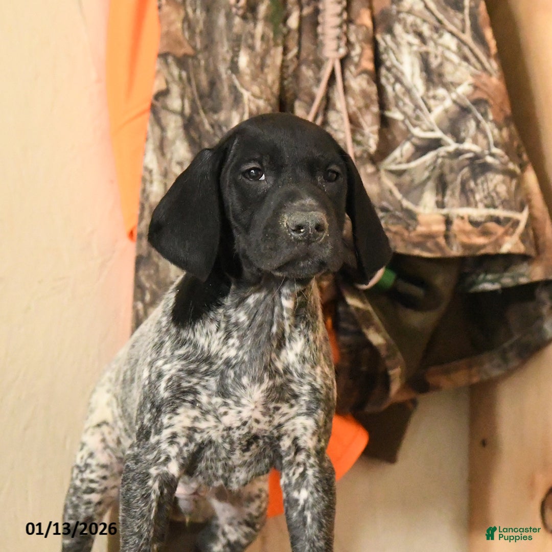 German Shorthaired Pointer dogs for sale: Hershey - Ad 3
