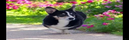 Welsh Corgi Pembroke dogs for sale: Larry the low rider - Ad 19