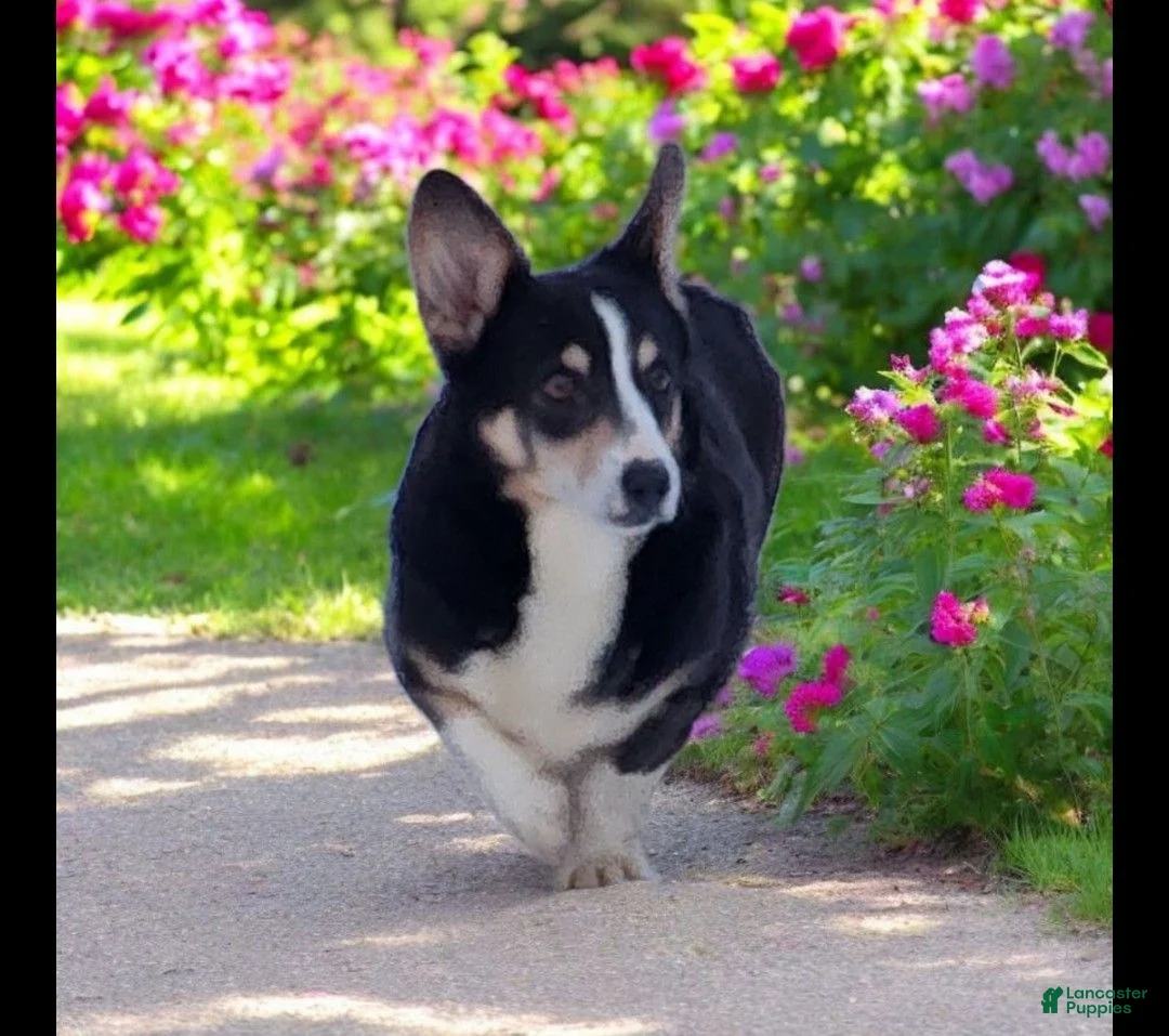 Welsh Corgi Pembroke dogs for sale: Larry the low rider - Ad 19