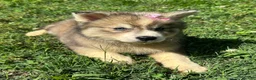 Siberian Husky dogs for sale: RUBY - Ad 22