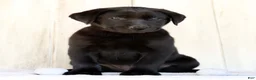 Labrador Retriever dogs for sale: Autumn - Ad 10