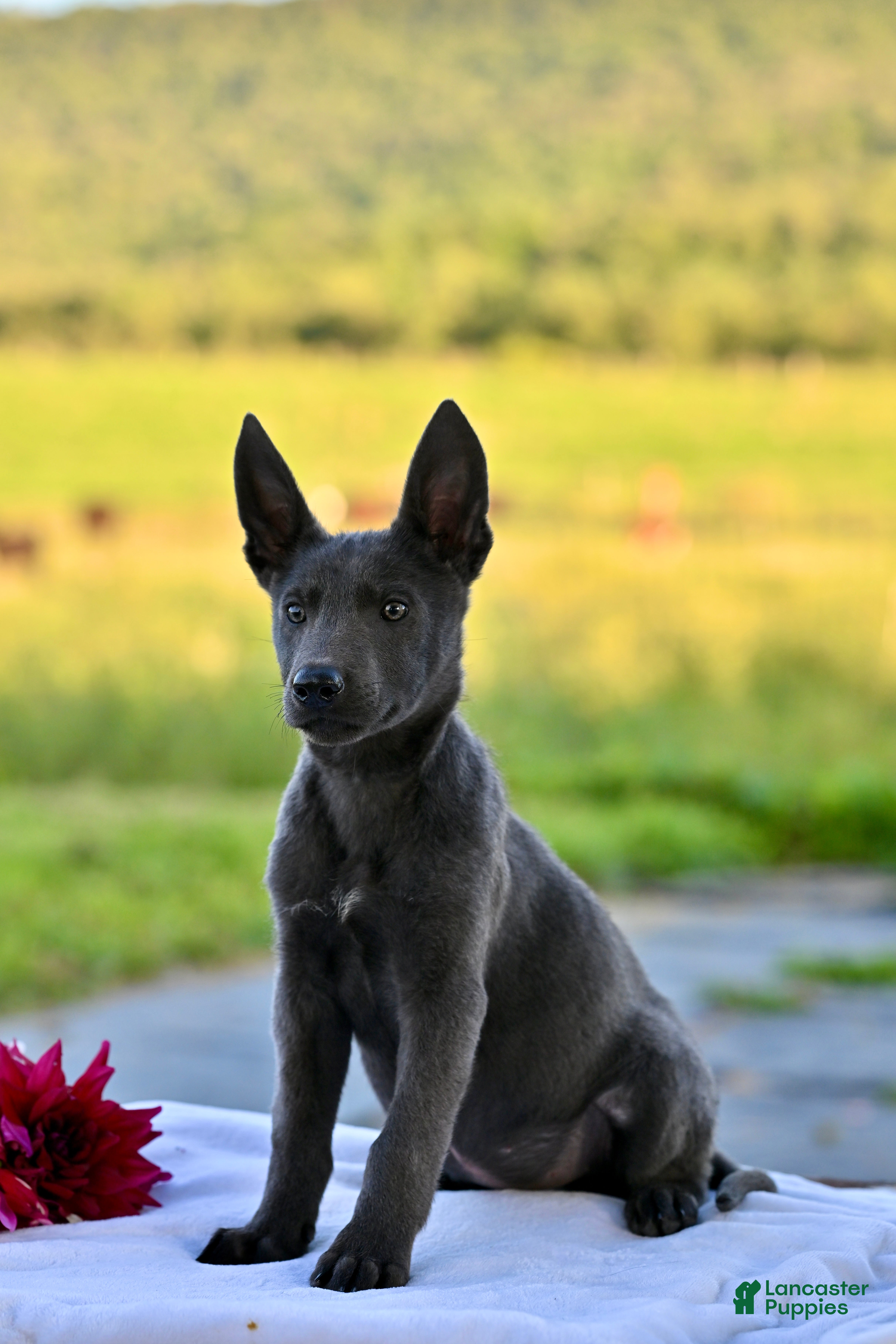German Shepherd dogs Cassie - Ad 2