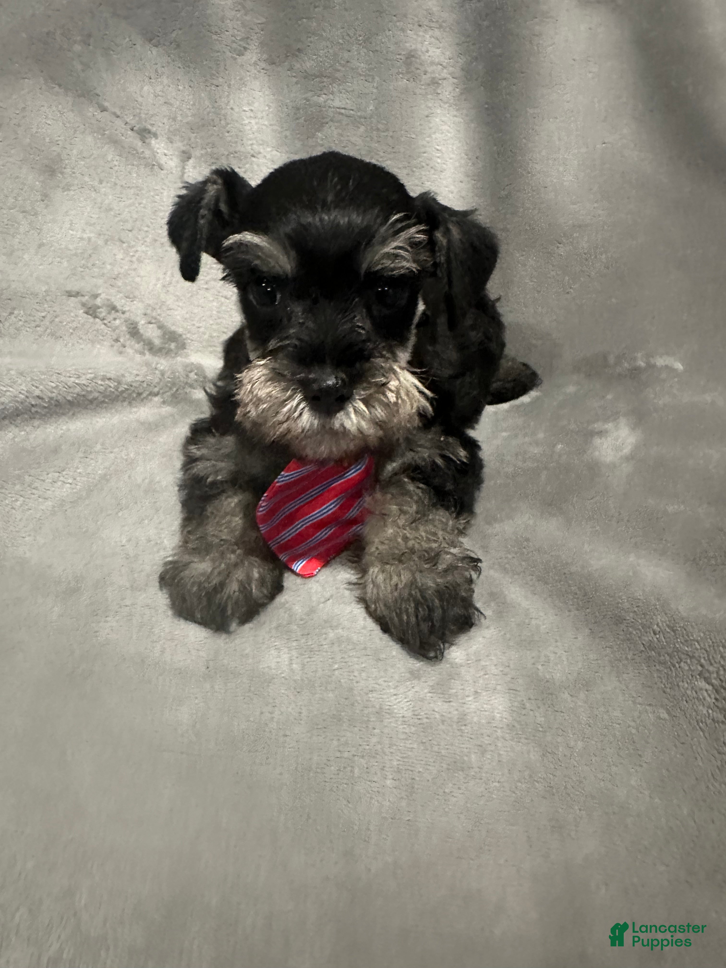 Miniature Schnauzer dogs Winnie  - Ad 2