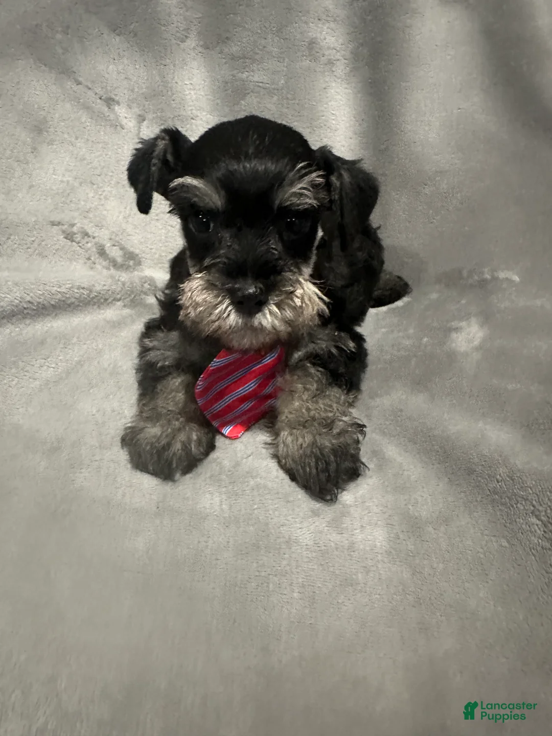 Miniature Schnauzer dogs for sale: Winnie  - Ad 2